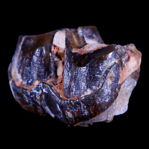 1" Running Rhino Hyracodon Nebrascensis Fossil Tooth South Dakota Badlands COA - Fossil Age Minerals