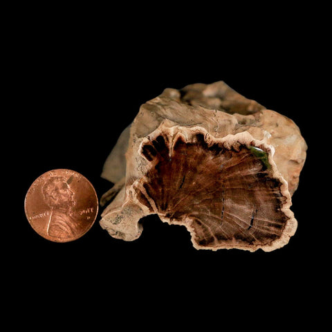 5.8" Fossilized Blue Forest Petrified Wood Limb Branch Eden Wyoming 50 Mil Yrs Old - Fossil Age Minerals