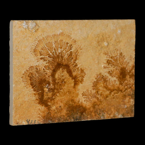 3.1" Pyrolusite Dendritic Limestone Solnhofen Upper Jurassic Age West Germany - Fossil Age Minerals