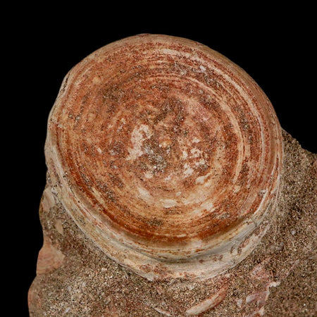 46MM Otodus Obliquus Shark Vertebrae Fossil Bone In Matrix Morocco COA