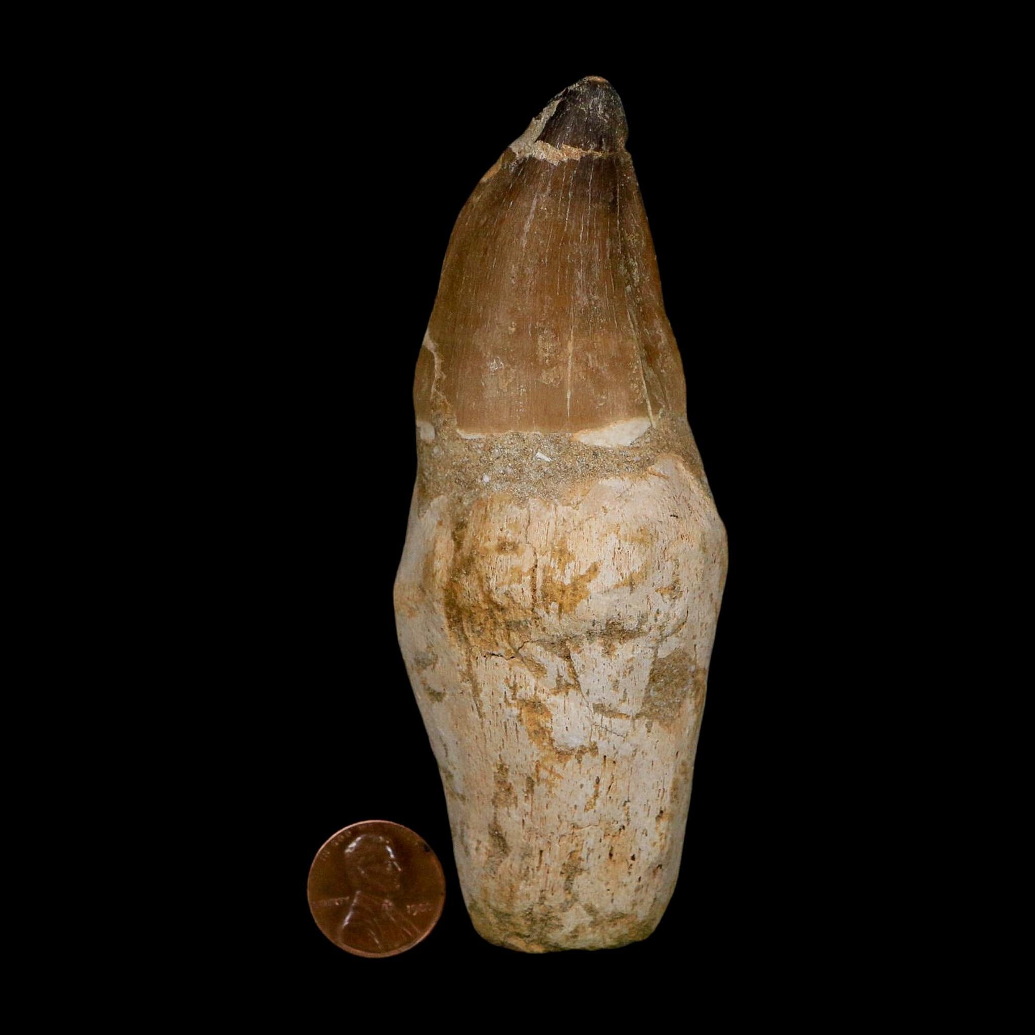 XL 4.6" Mosasaur Prognathodon Fossil Tooth Rooted Cretaceous Dinosaur Era COA - Fossil Age Minerals
