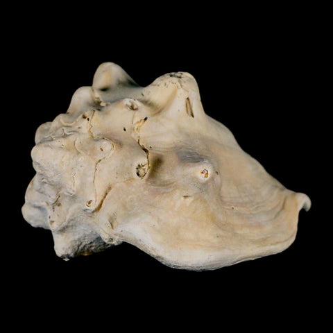 3.2" Strombus Bubonius Fossil Shell Gastropod Pliocene Age Almeria, Spain - Fossil Age Minerals