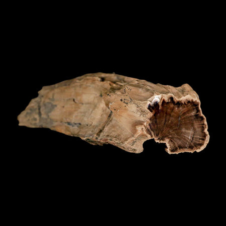 5.8" Fossilized Blue Forest Petrified Wood Limb Branch Eden Wyoming 50 Mil Yrs Old