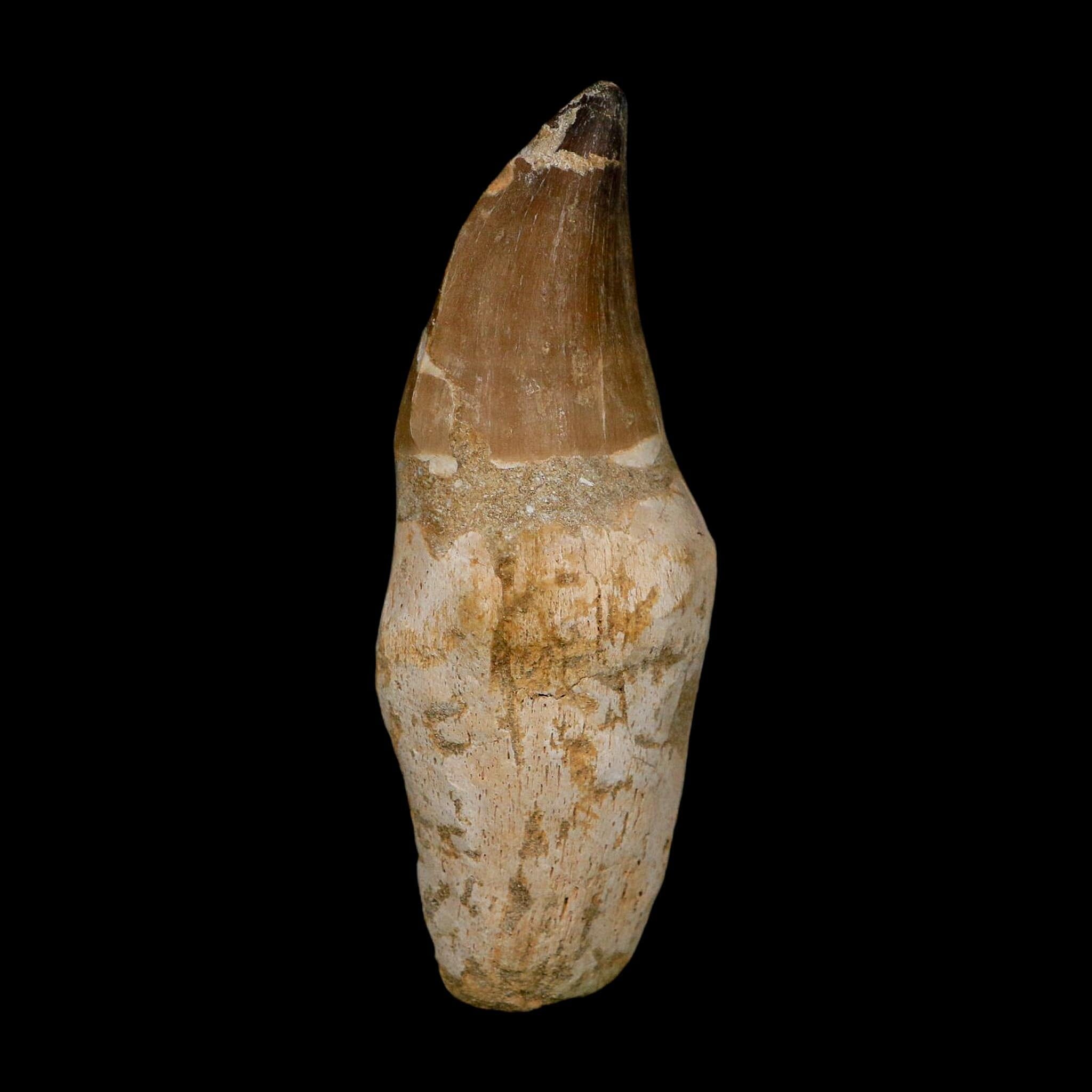 XL 4.6" Mosasaur Prognathodon Fossil Tooth Rooted Cretaceous Dinosaur Era COA - Fossil Age Minerals