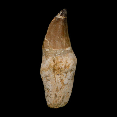 XL 4.6" Mosasaur Prognathodon Fossil Tooth Rooted Cretaceous Dinosaur Era COA