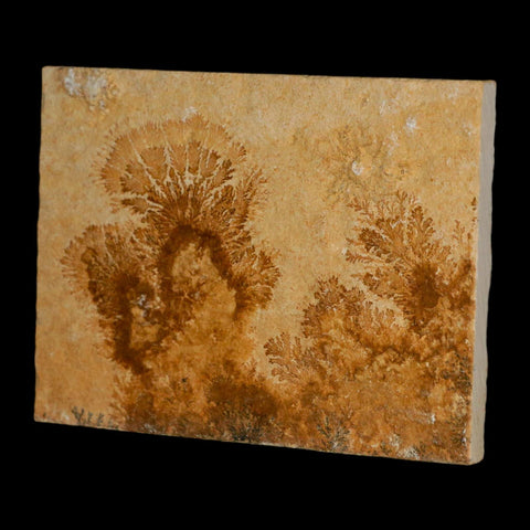 3.1" Pyrolusite Dendritic Limestone Solnhofen Upper Jurassic Age West Germany - Fossil Age Minerals
