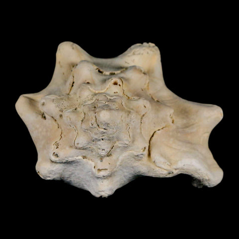 3.2" Strombus Bubonius Fossil Shell Gastropod Pliocene Age Almeria, Spain - Fossil Age Minerals