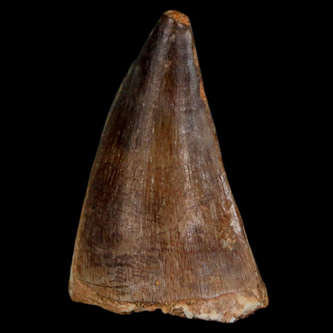 1.9" Mosasaur Prognathodon Fossil Tooth Cretaceous Dinosaur Era COA & Stand - Fossil Age Minerals