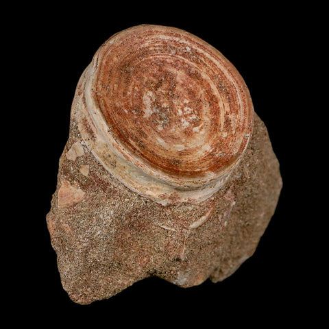 46MM Otodus Obliquus Shark Vertebrae Fossil Bone In Matrix Morocco COA - Fossil Age Minerals