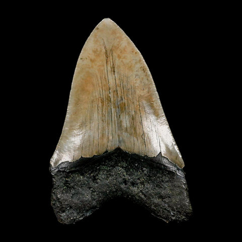 4.1" Quality Megalodon Shark Tooth Serrated Fossil Natural Miocene Age COA