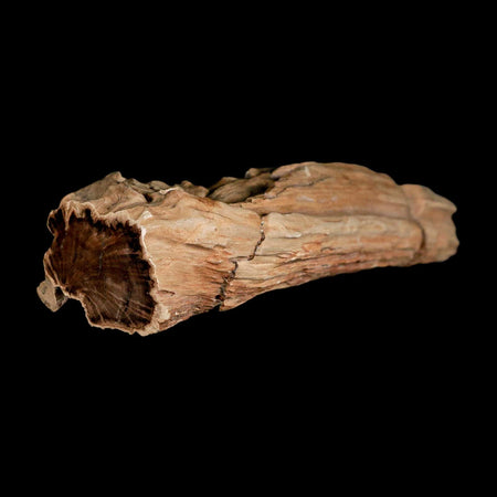 5.8" Fossilized Blue Forest Petrified Wood Limb Branch Eden Wyoming 50 Mil Yrs Old
