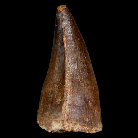 1.9" Mosasaur Prognathodon Fossil Tooth Cretaceous Dinosaur Era COA & Stand - Fossil Age Minerals