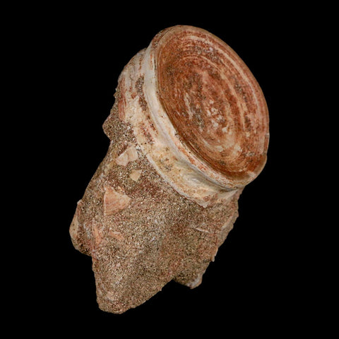 46MM Otodus Obliquus Shark Vertebrae Fossil Bone In Matrix Morocco COA - Fossil Age Minerals