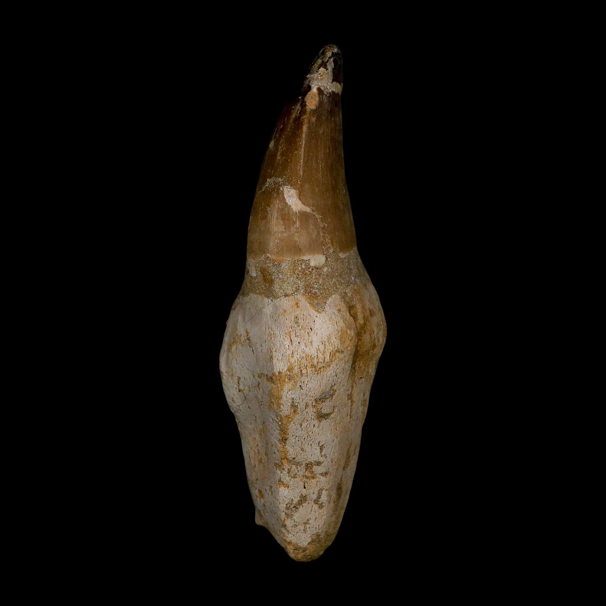 XL 4.6" Mosasaur Prognathodon Fossil Tooth Rooted Cretaceous Dinosaur Era COA - Fossil Age Minerals