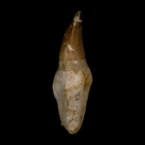 XL 4.6" Mosasaur Prognathodon Fossil Tooth Rooted Cretaceous Dinosaur Era COA