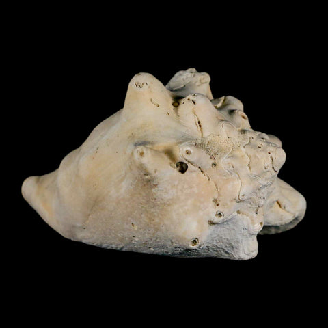 3.2" Strombus Bubonius Fossil Shell Gastropod Pliocene Age Almeria, Spain - Fossil Age Minerals