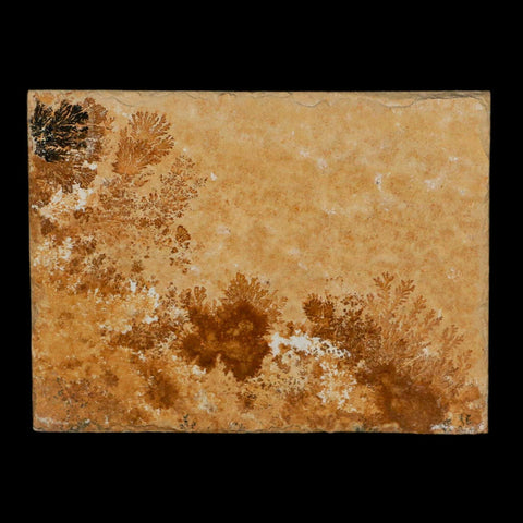 3.1" Pyrolusite Dendritic Limestone Solnhofen Upper Jurassic Age West Germany - Fossil Age Minerals