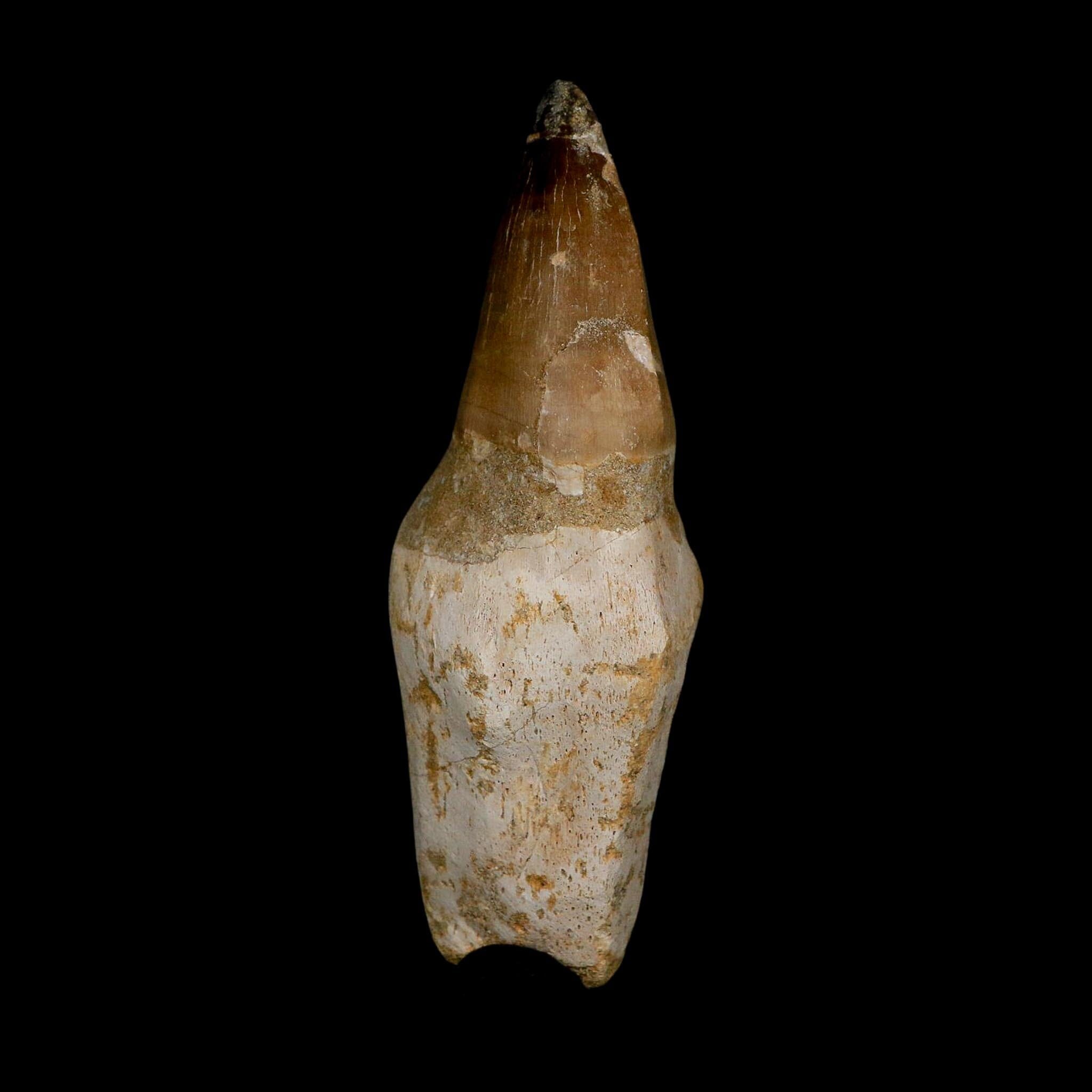 XL 4.6" Mosasaur Prognathodon Fossil Tooth Rooted Cretaceous Dinosaur Era COA - Fossil Age Minerals