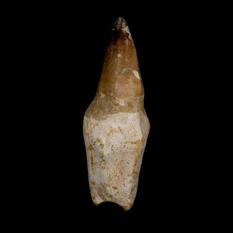 XL 4.6" Mosasaur Prognathodon Fossil Tooth Rooted Cretaceous Dinosaur Era COA