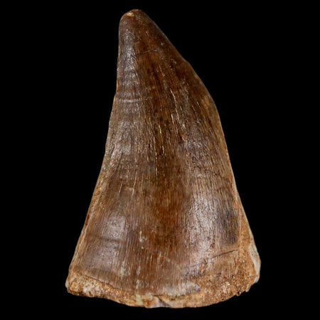 1.9" Mosasaur Prognathodon Fossil Tooth Cretaceous Dinosaur Era COA & Stand