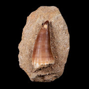 1.8" Mosasaur Prognathodon Fossil Tooth In Matrix Cretaceous Dinosaur Era COA