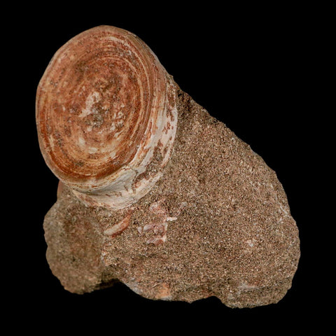 46MM Otodus Obliquus Shark Vertebrae Fossil Bone In Matrix Morocco COA - Fossil Age Minerals