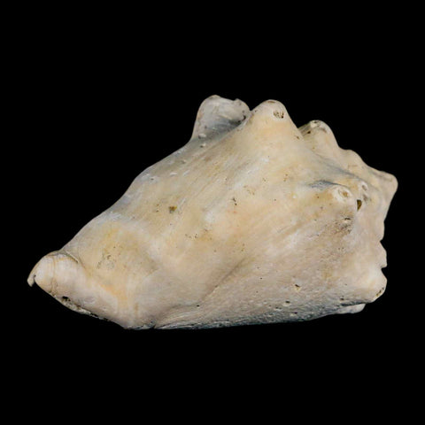 3.2" Strombus Bubonius Fossil Shell Gastropod Pliocene Age Almeria, Spain - Fossil Age Minerals