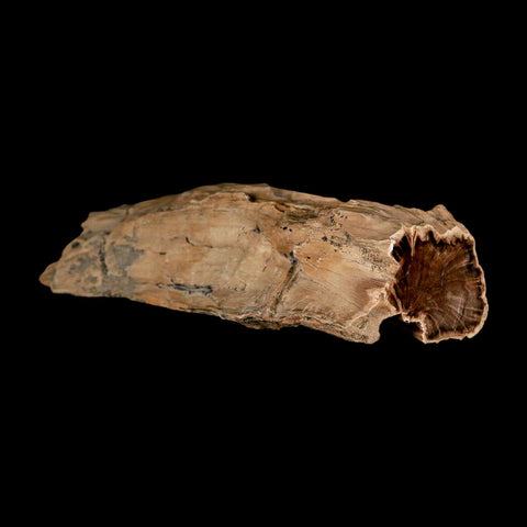 5.8" Fossilized Blue Forest Petrified Wood Limb Branch Eden Wyoming 50 Mil Yrs Old - Fossil Age Minerals