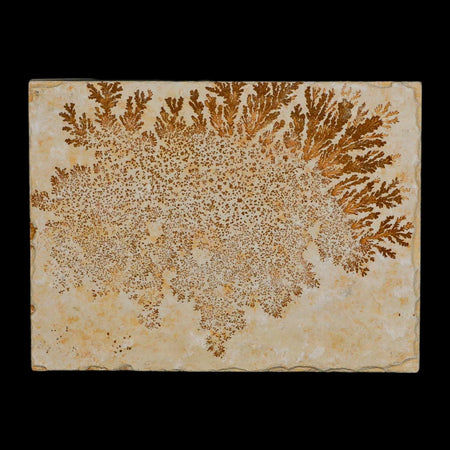 3.1" Pyrolusite Dendritic Limestone Solnhofen Upper Jurassic Age West Germany