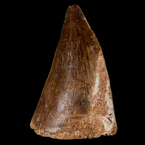 1.9" Mosasaur Prognathodon Fossil Tooth Cretaceous Dinosaur Era COA & Stand - Fossil Age Minerals