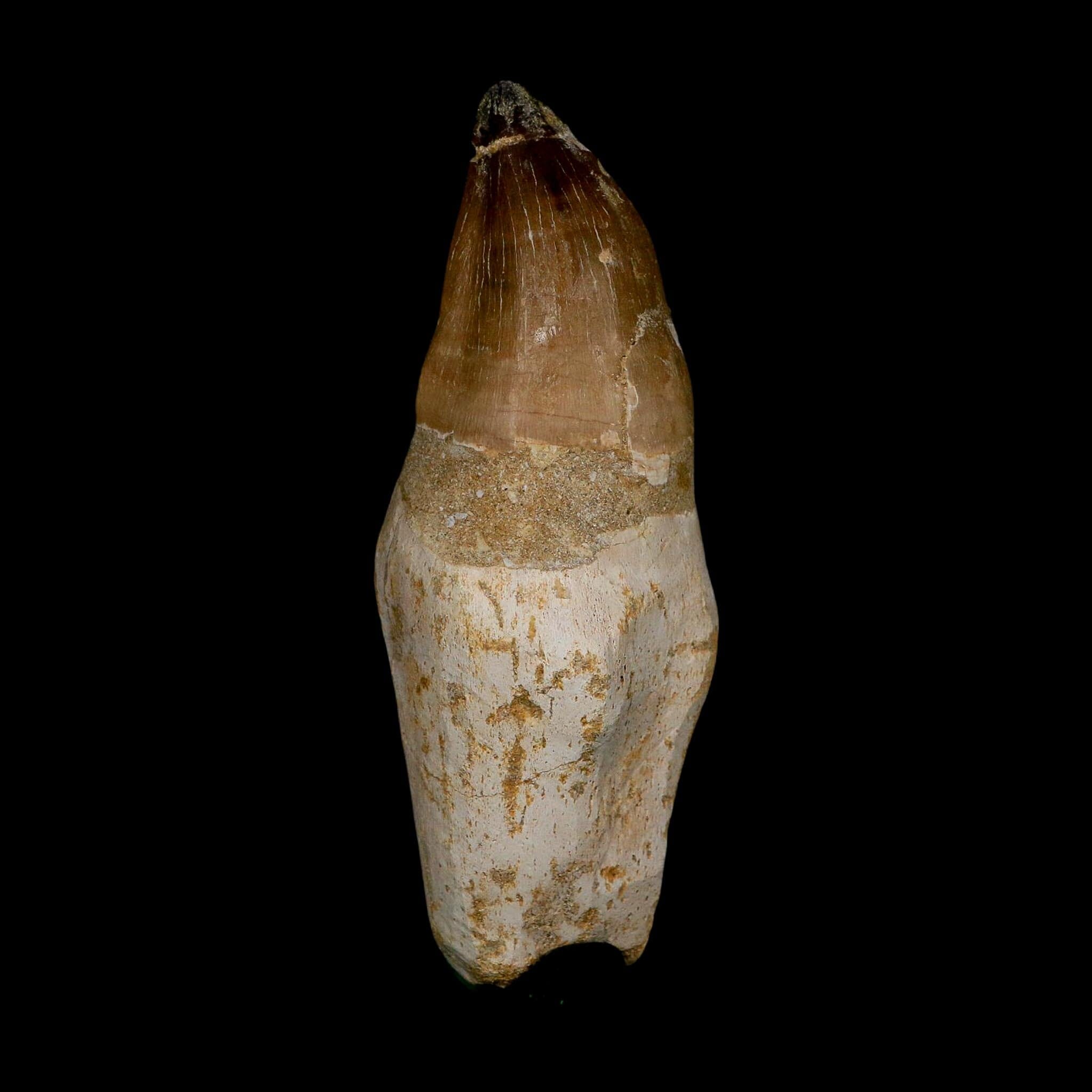 XL 4.6" Mosasaur Prognathodon Fossil Tooth Rooted Cretaceous Dinosaur Era COA - Fossil Age Minerals