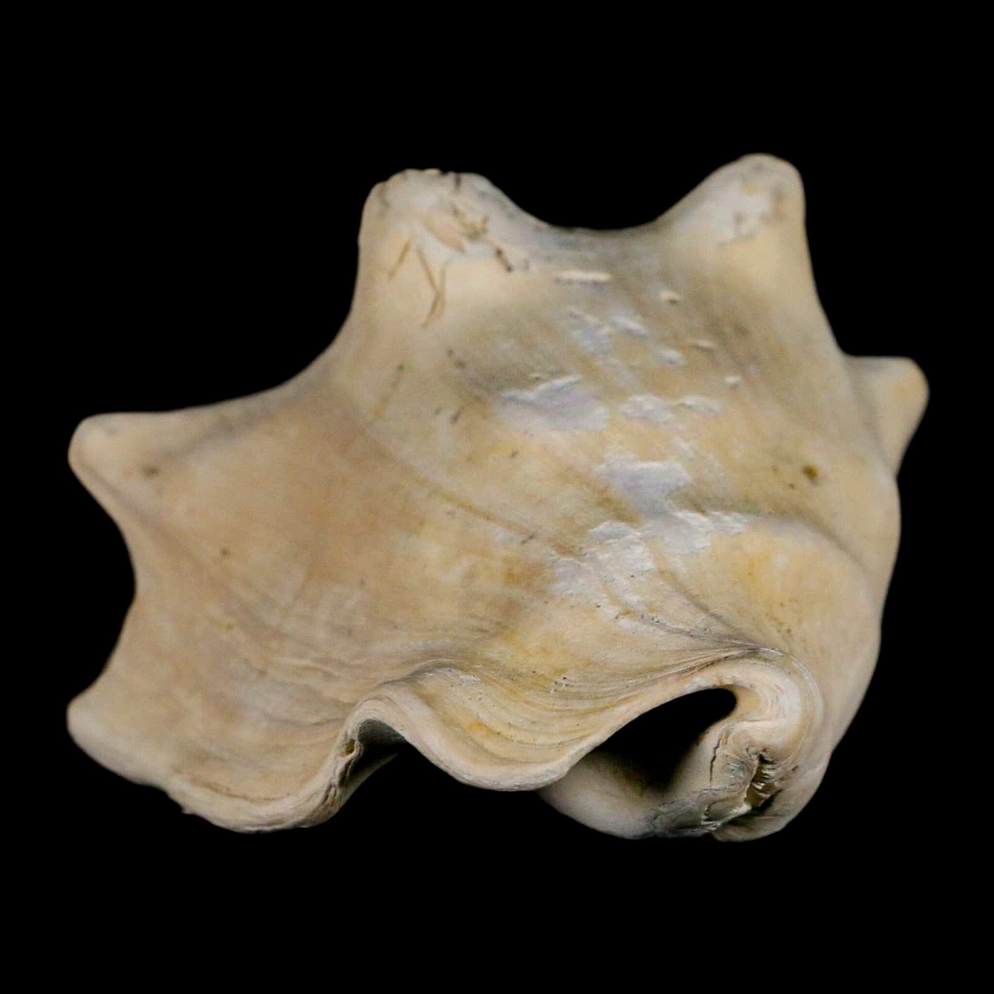 3.2" Strombus Bubonius Fossil Shell Gastropod Pliocene Age Almeria, Spain - Fossil Age Minerals