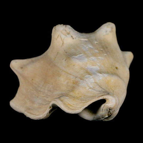 3.2" Strombus Bubonius Fossil Shell Gastropod Pliocene Age Almeria, Spain - Fossil Age Minerals