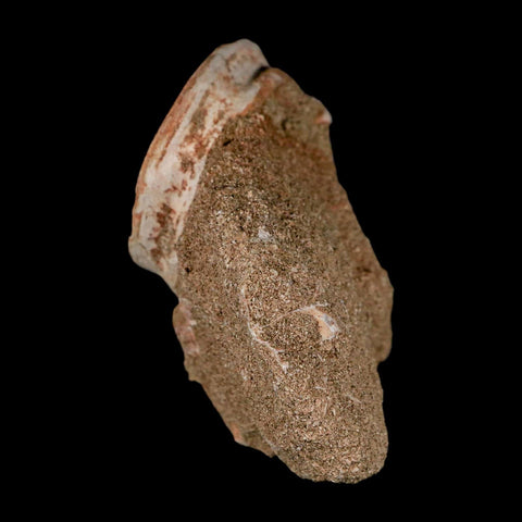 46MM Otodus Obliquus Shark Vertebrae Fossil Bone In Matrix Morocco COA - Fossil Age Minerals