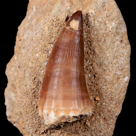 1.8" Mosasaur Prognathodon Fossil Tooth In Matrix Cretaceous Dinosaur Era COA