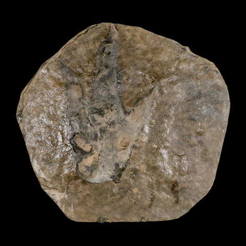 5.6" Grallator Variabilis Dinosaurs Tracks Foot Prints Jurassic Age France COA, Stand