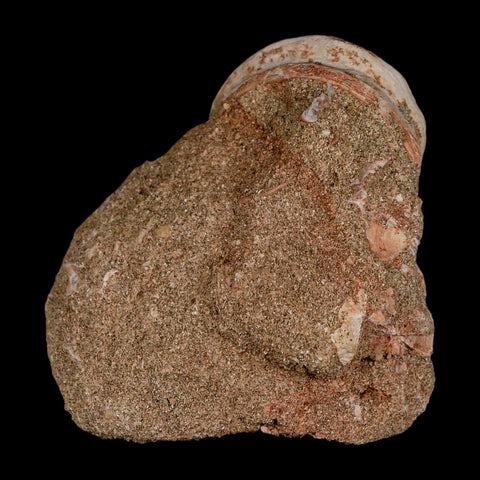 46MM Otodus Obliquus Shark Vertebrae Fossil Bone In Matrix Morocco COA - Fossil Age Minerals