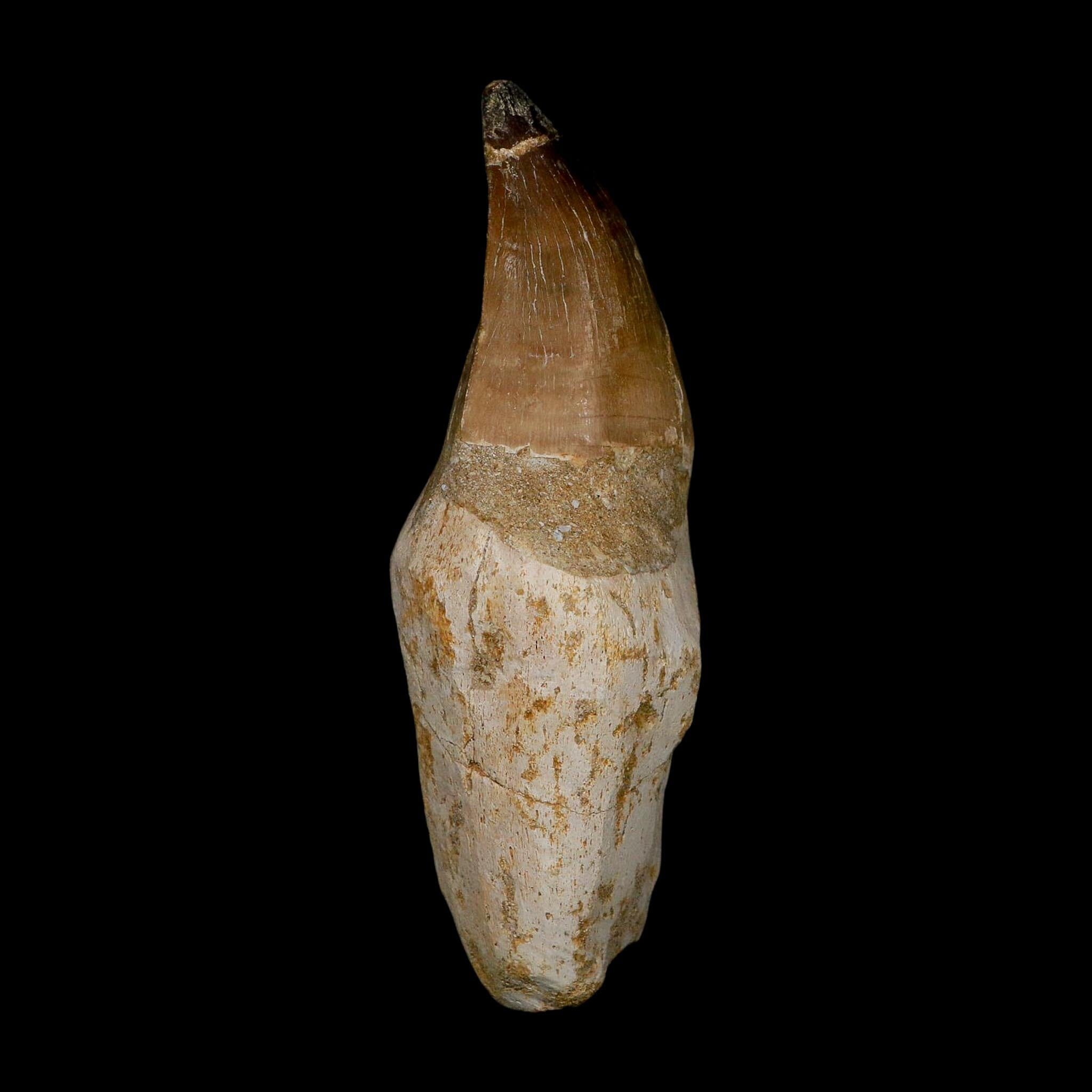 XL 4.6" Mosasaur Prognathodon Fossil Tooth Rooted Cretaceous Dinosaur Era COA - Fossil Age Minerals