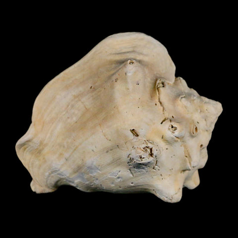 3.2" Strombus Bubonius Fossil Shell Gastropod Pliocene Age Almeria, Spain - Fossil Age Minerals
