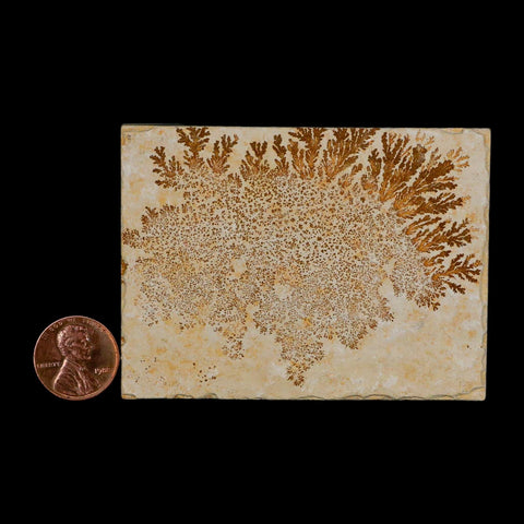 3.1" Pyrolusite Dendritic Limestone Solnhofen Upper Jurassic Age West Germany - Fossil Age Minerals