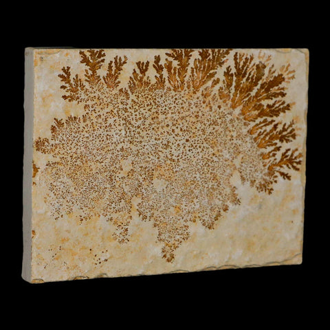 3.1" Pyrolusite Dendritic Limestone Solnhofen Upper Jurassic Age West Germany - Fossil Age Minerals