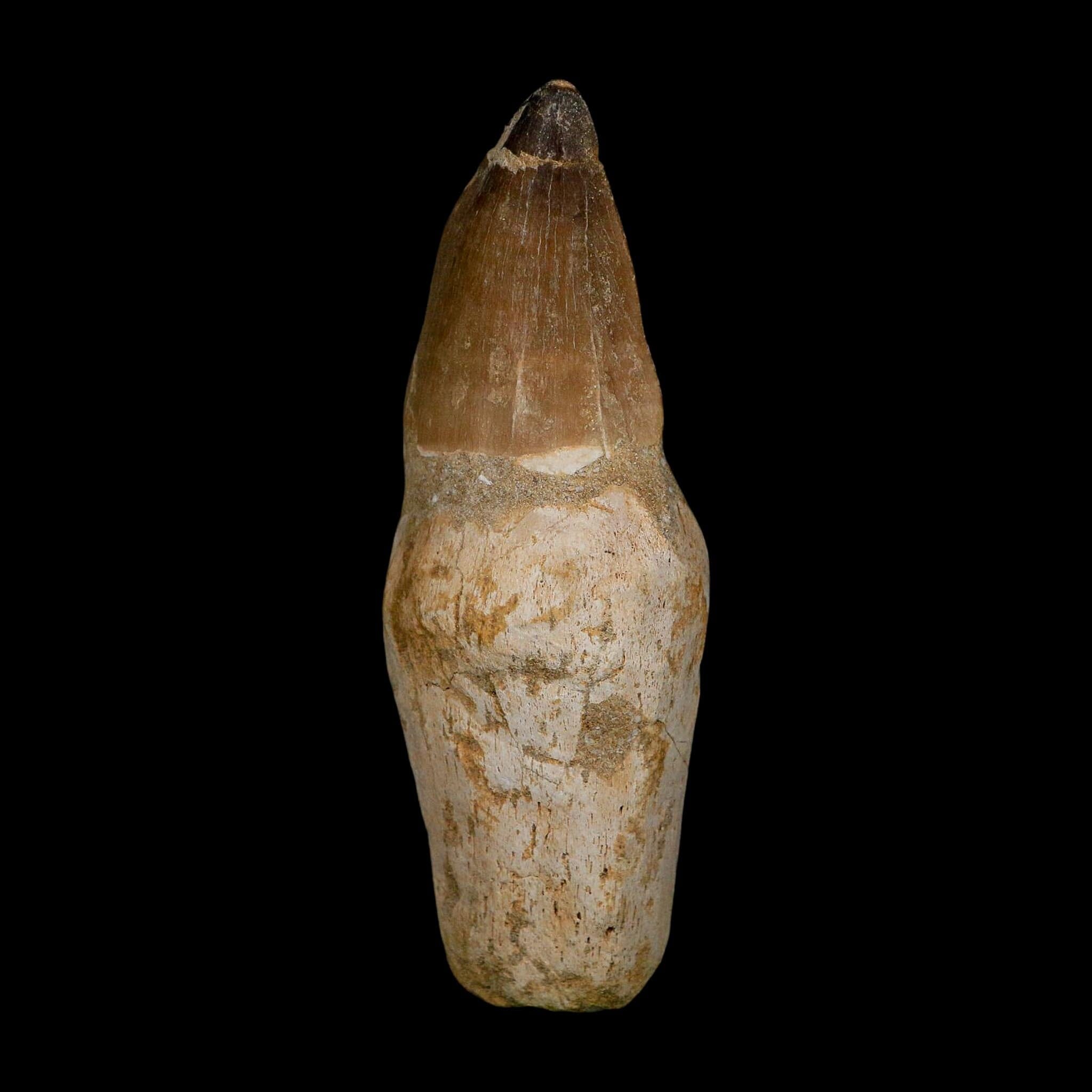 XL 4.6" Mosasaur Prognathodon Fossil Tooth Rooted Cretaceous Dinosaur Era COA - Fossil Age Minerals