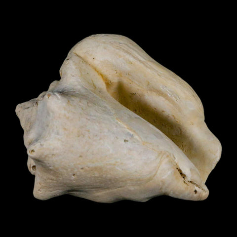 3.2" Strombus Bubonius Fossil Shell Gastropod Pliocene Age Almeria, Spain - Fossil Age Minerals