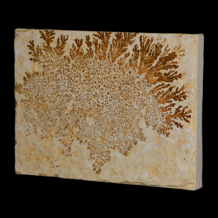 3.1" Pyrolusite Dendritic Limestone Solnhofen Upper Jurassic Age West Germany