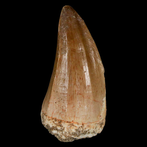 XL 2" Mosasaur Hoffmanni Fossil Tooth Cretaceous Dinosaur Era COA & Stand - Fossil Age Minerals