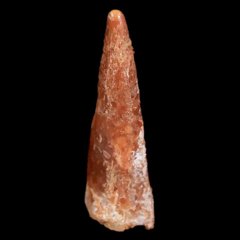 0.9" Pterosaur Coloborhynchus Fossil Tooth Upper Cretaceous Morocco COA & Display - Fossil Age Minerals