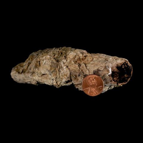 4.9" Fossilized Blue Forest Petrified Wood Limb Branch Eden Wyoming 50 Mil Yrs Old - Fossil Age Minerals