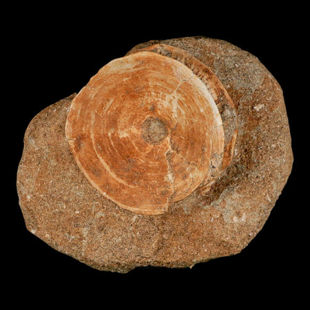 48MM Otodus Obliquus Shark Vertebrae Fossil Bone In Matrix Morocco COA