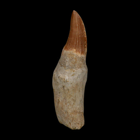 XL 4.2" Tylosaurus Mosasaur Fossil Tooth Rooted Upper Cretaceous Dinosaur Era COA