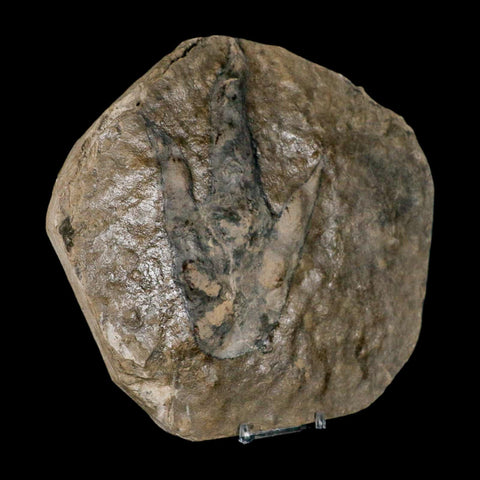 5.6" Grallator Variabilis Dinosaurs Tracks Foot Prints Jurassic Age France COA, Stand